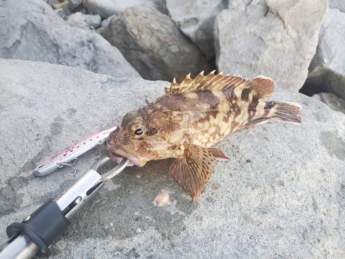 アラカブの釣果