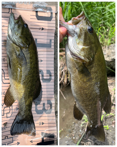 スモールマウスバスの釣果