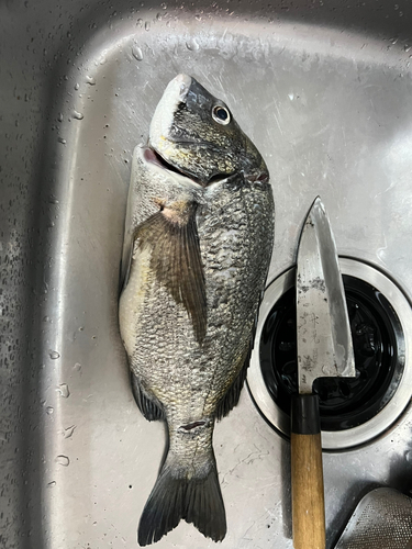 クロダイの釣果