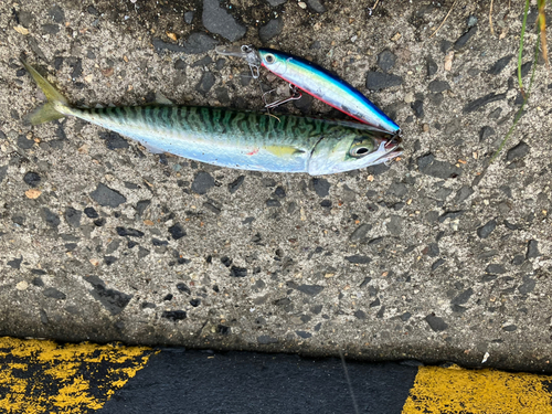 サバの釣果