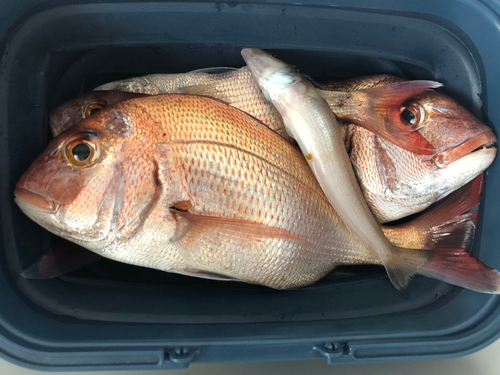 マダイの釣果