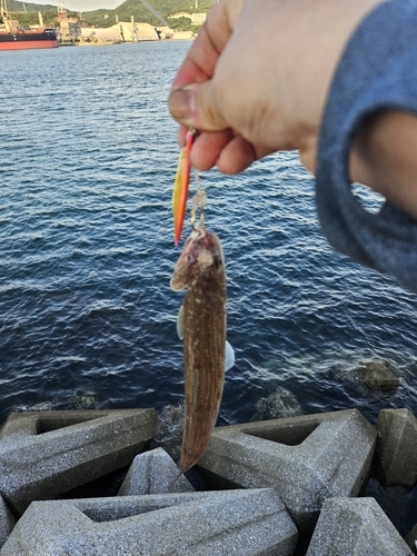 エソの釣果