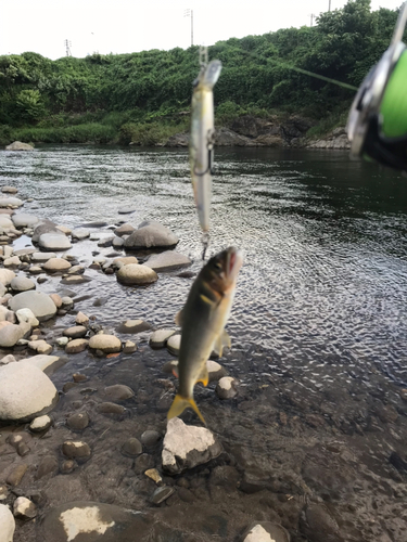 アユの釣果