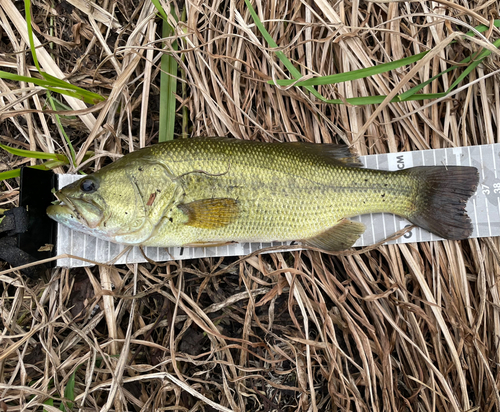 ラージマウスバスの釣果