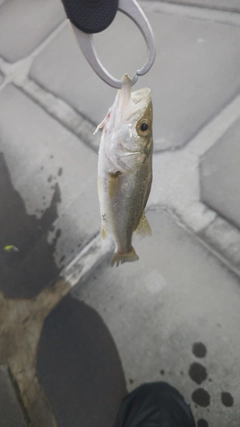 セイゴ（タイリクスズキ）の釣果