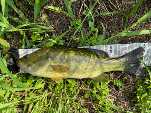 ラージマウスバスの釣果