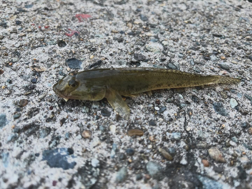 マハゼの釣果