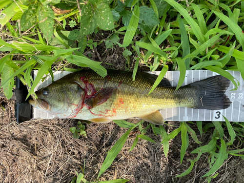 ラージマウスバスの釣果