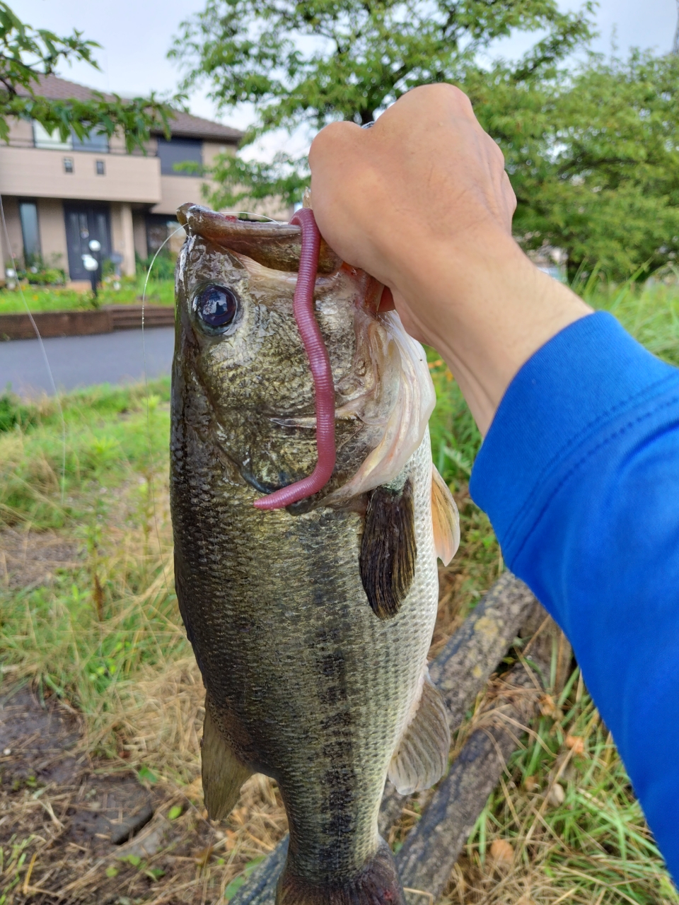 ブラックバス