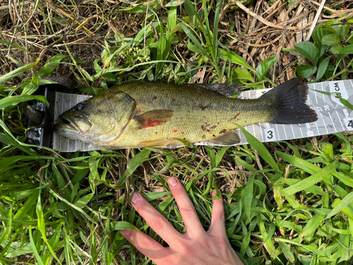 ラージマウスバスの釣果