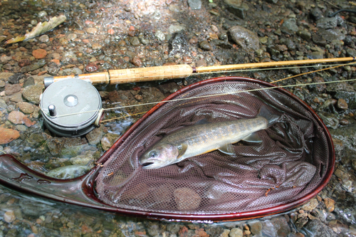 ヤマトイワナの釣果