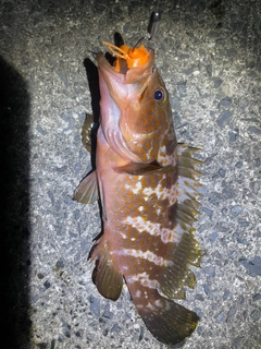 アコウの釣果