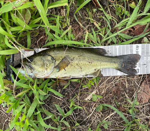 ラージマウスバスの釣果