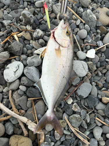 カンパチの釣果