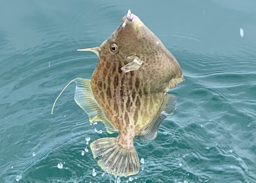 カワハギの釣果