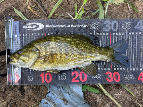 スモールマウスバスの釣果