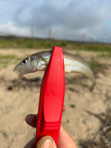 キスの釣果