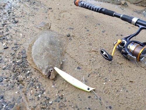 ヒラメの釣果