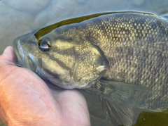 スモールマウスバスの釣果