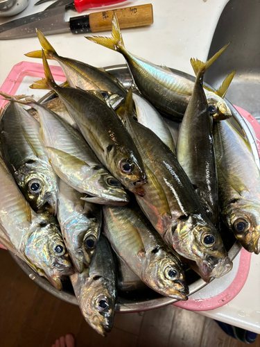 アジの釣果