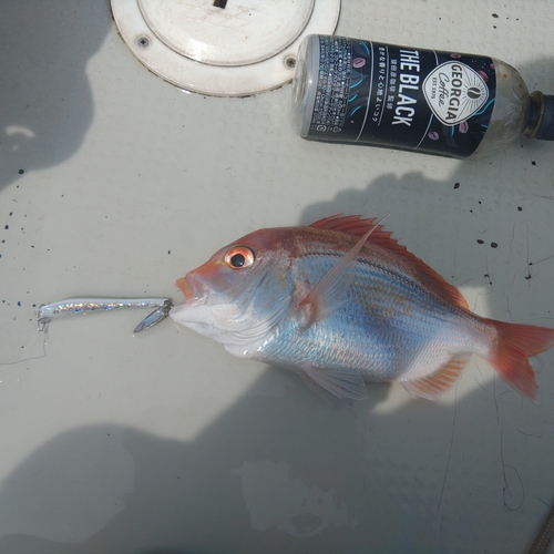 レンコダイの釣果