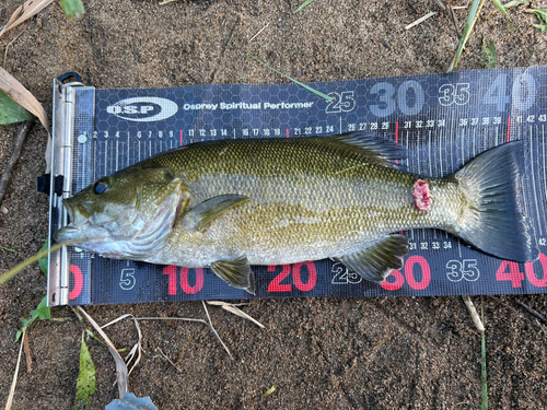 スモールマウスバスの釣果