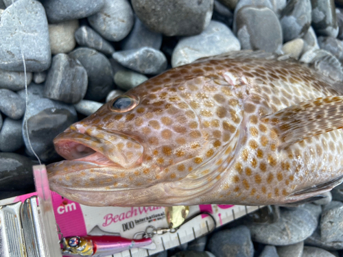 オオモンハタの釣果