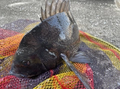 チヌの釣果