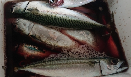 マサバの釣果