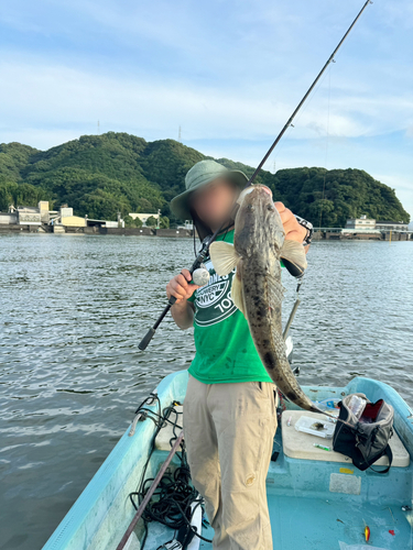 コチの釣果