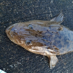 マゴチの釣果