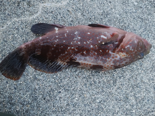 キジハタの釣果