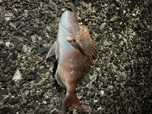 マダイの釣果