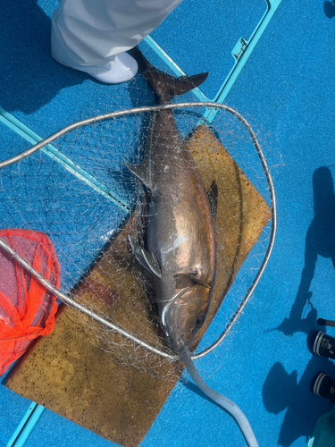 カンパチの釣果