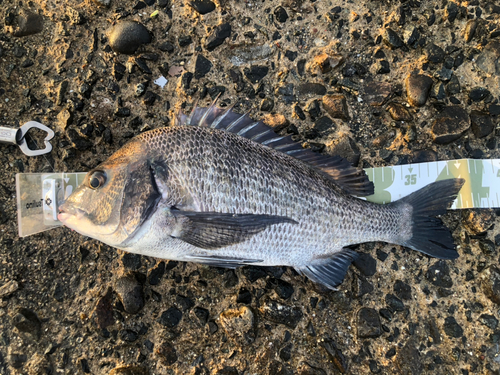 クロダイの釣果