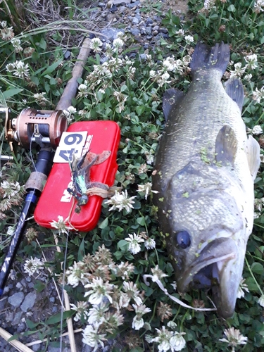 ブラックバスの釣果