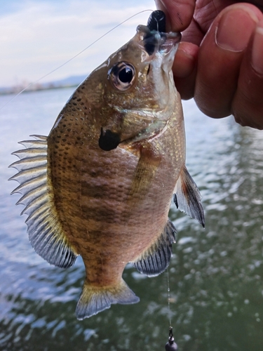 ブルーギルの釣果