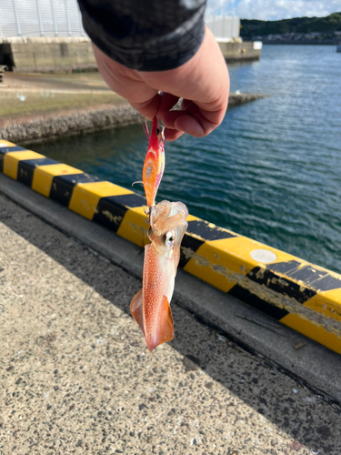 ケンサキイカの釣果