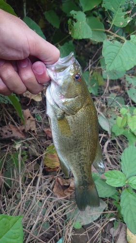 ラージマウスバスの釣果