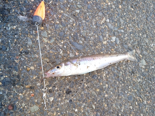 シロギスの釣果