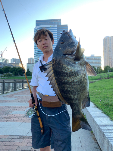 クロダイの釣果