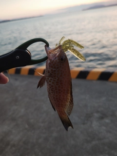 オオモンハタの釣果