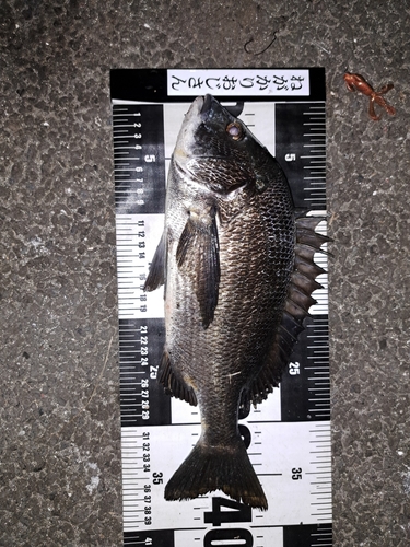 クロダイの釣果