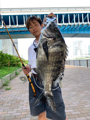 クロダイの釣果