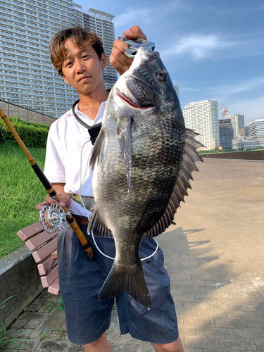 クロダイの釣果