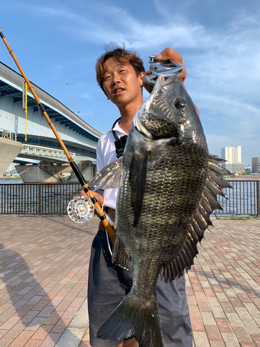 クロダイの釣果