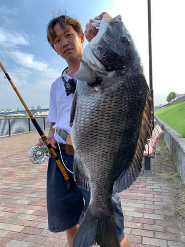 クロダイの釣果