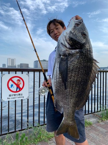 クロダイの釣果