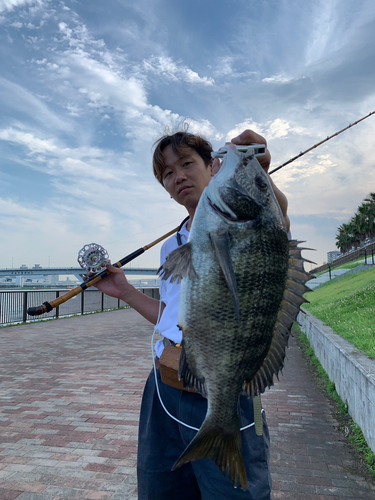 クロダイの釣果