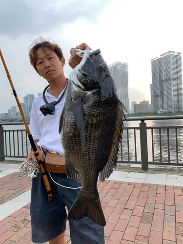 クロダイの釣果